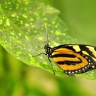 PAPILLON DU COSTA RICA