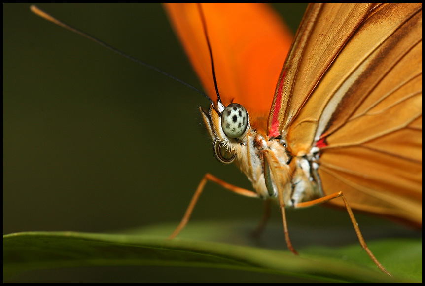 Papillon du Costa Rica