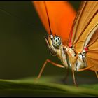 Papillon du Costa Rica