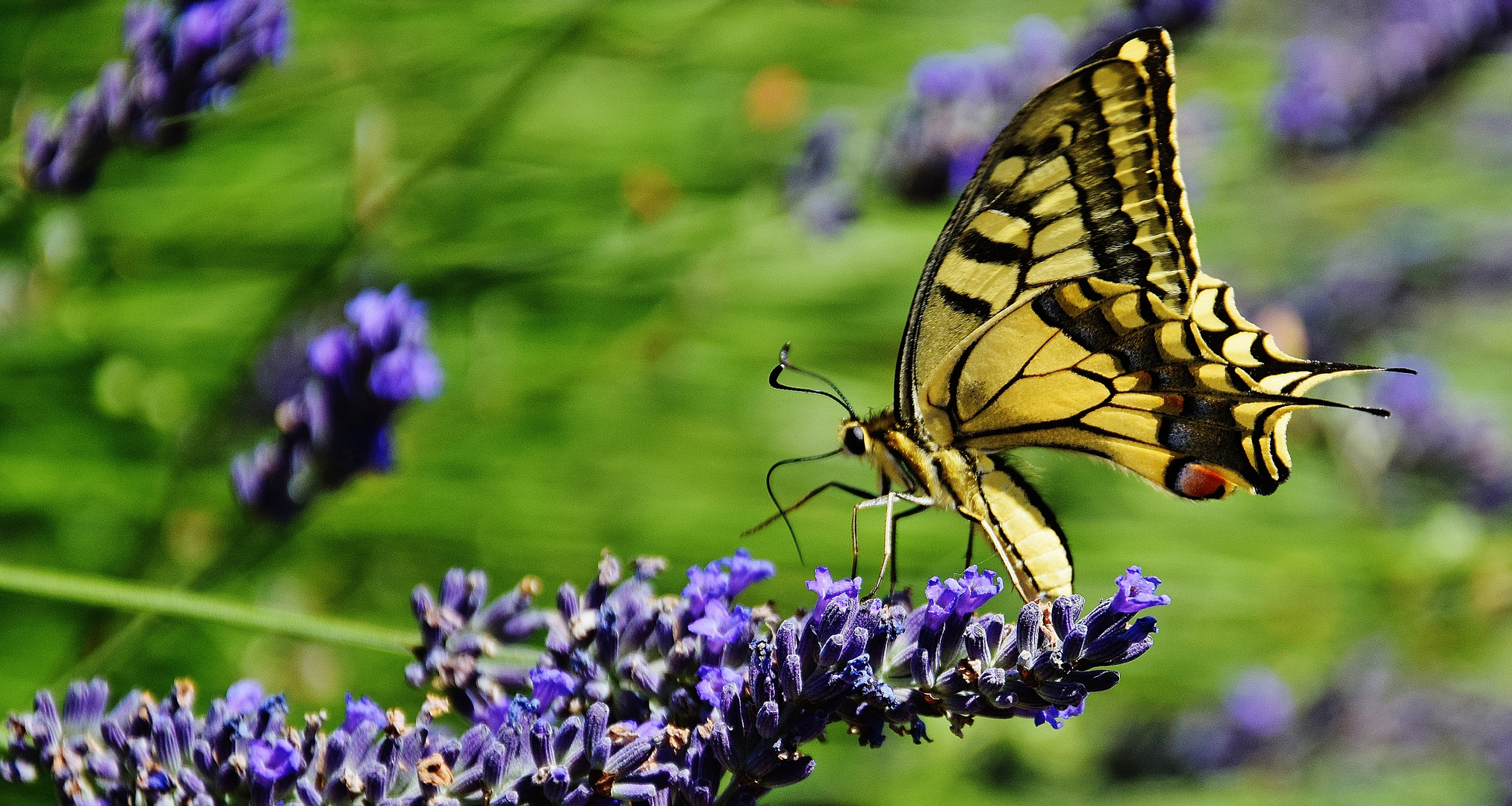 Papillon du dimanche...