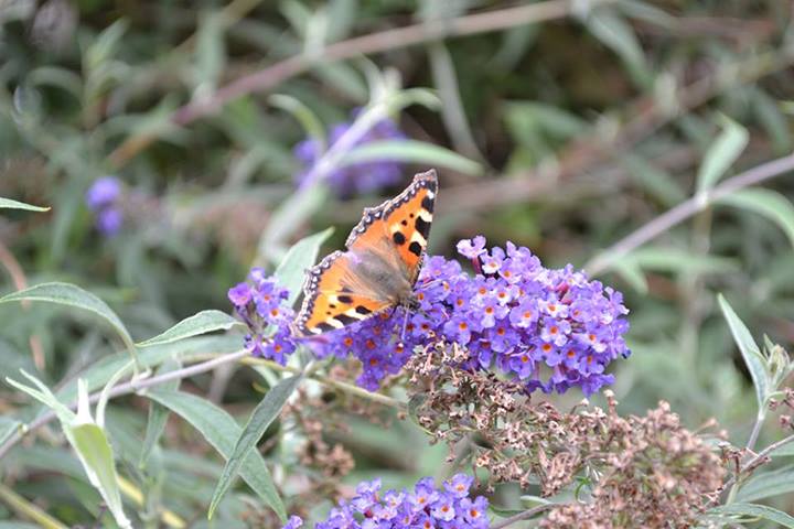 Papillon du jardin