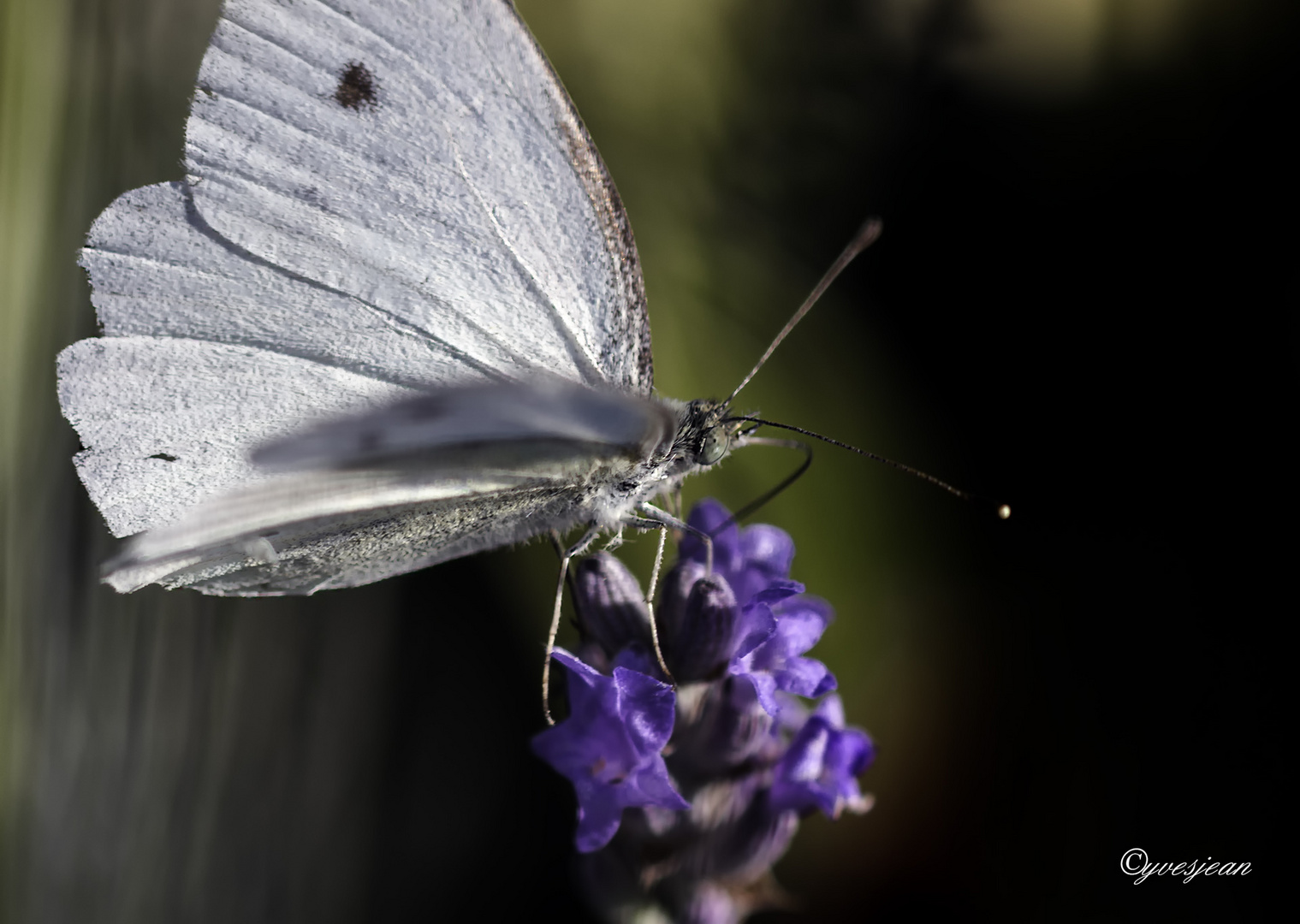 PAPILLON DU JOUR