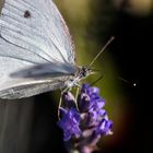 PAPILLON DU JOUR