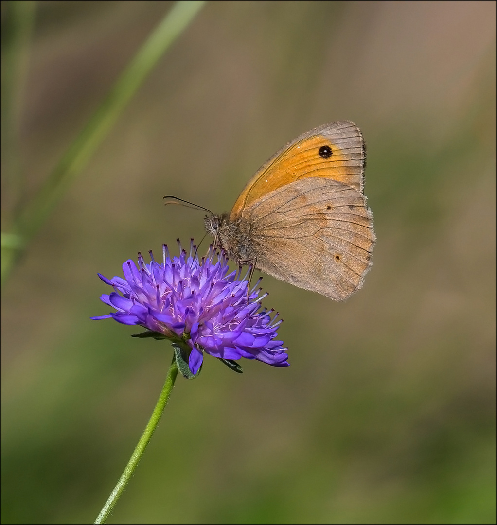 Papillon du jour 