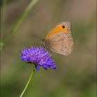 Papillon du jour 