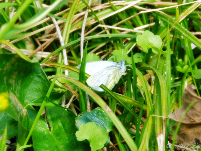 Papillon du jour