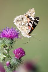 Papillon du jour