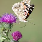 Papillon du jour