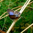 Papillon du jour, bonjour