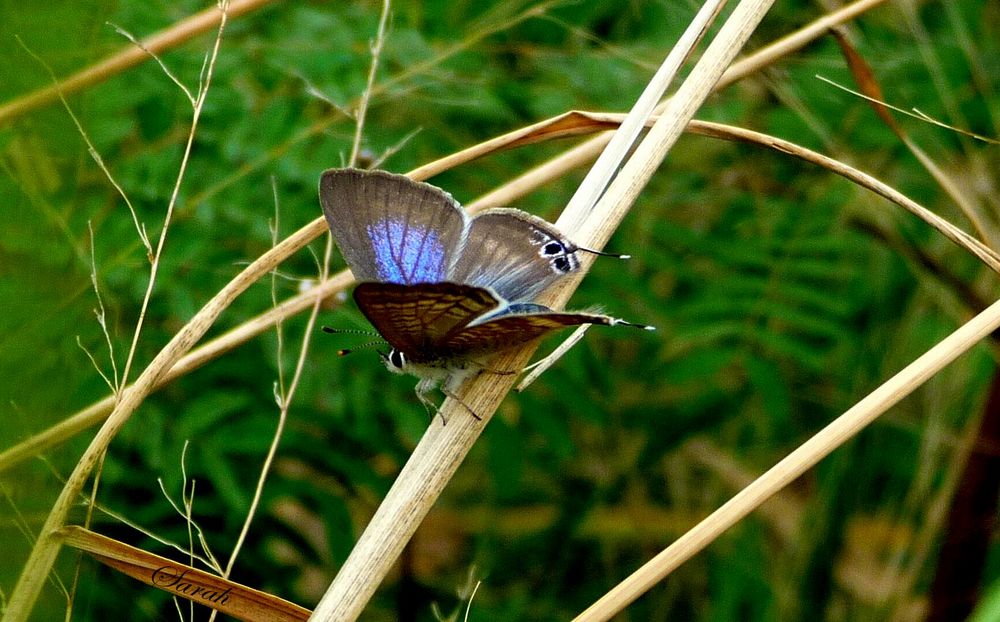 Papillon du jour, bonjour