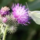 papillon du jour !