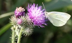 papillon du jour !