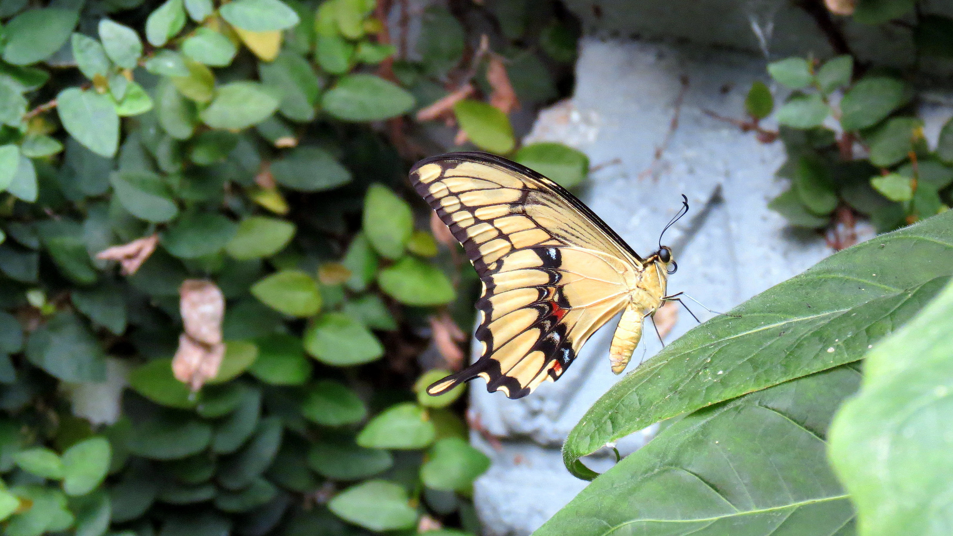 papillon du parc floral de la Source ( Orléans )