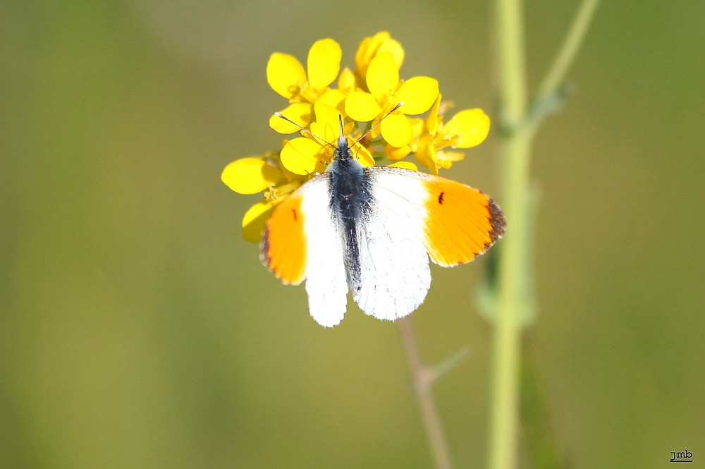 Papillon du printemps