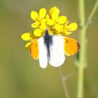 Papillon du printemps