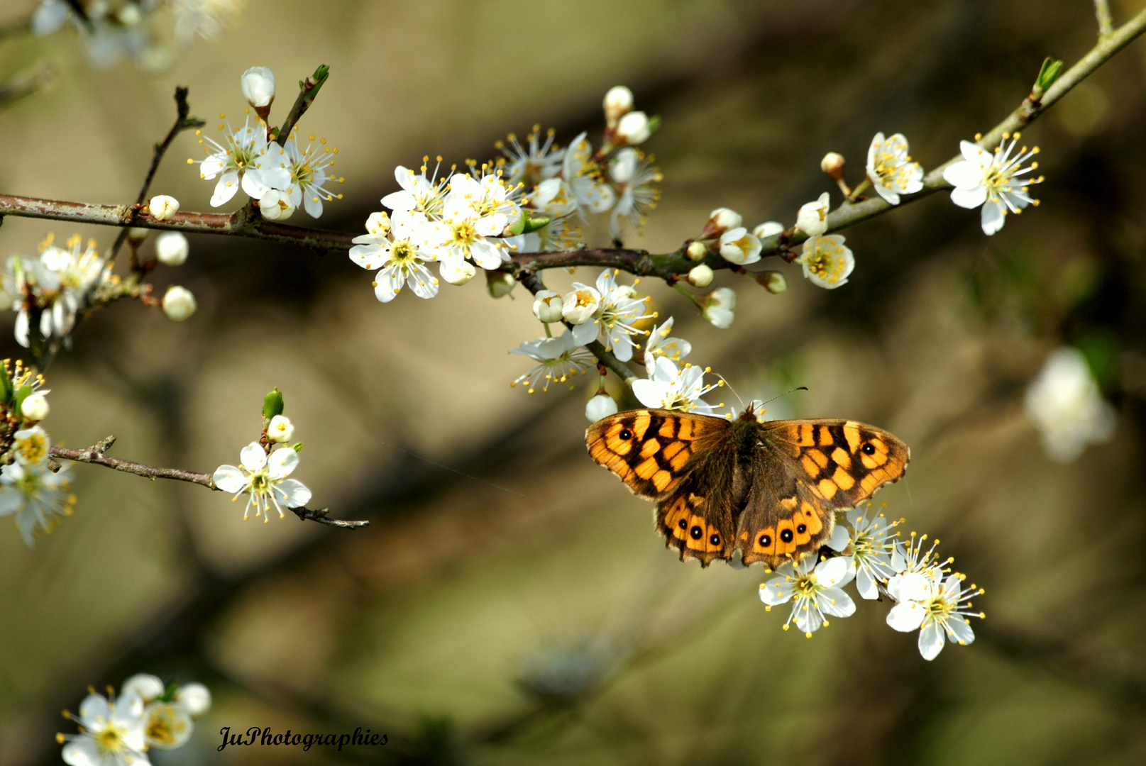 Papillon du printemps