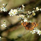 Papillon du printemps