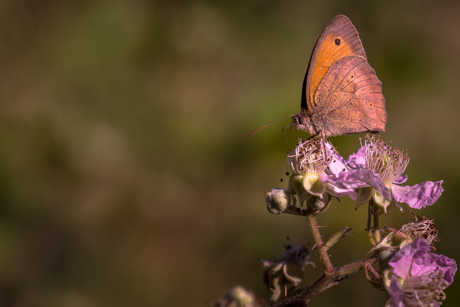 Papillon d'un jour...