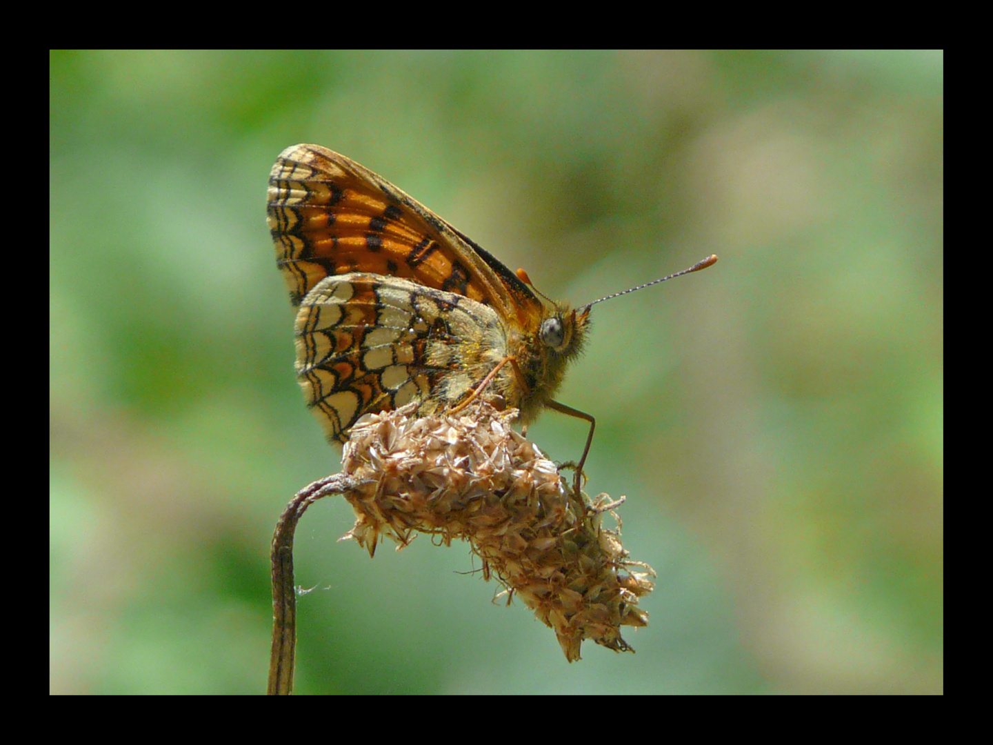 ... papillon d'un jour ... papillon toujours