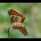 ... papillon d'un jour ... papillon toujours