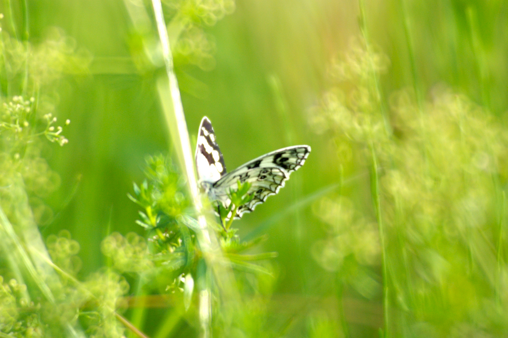 papillon