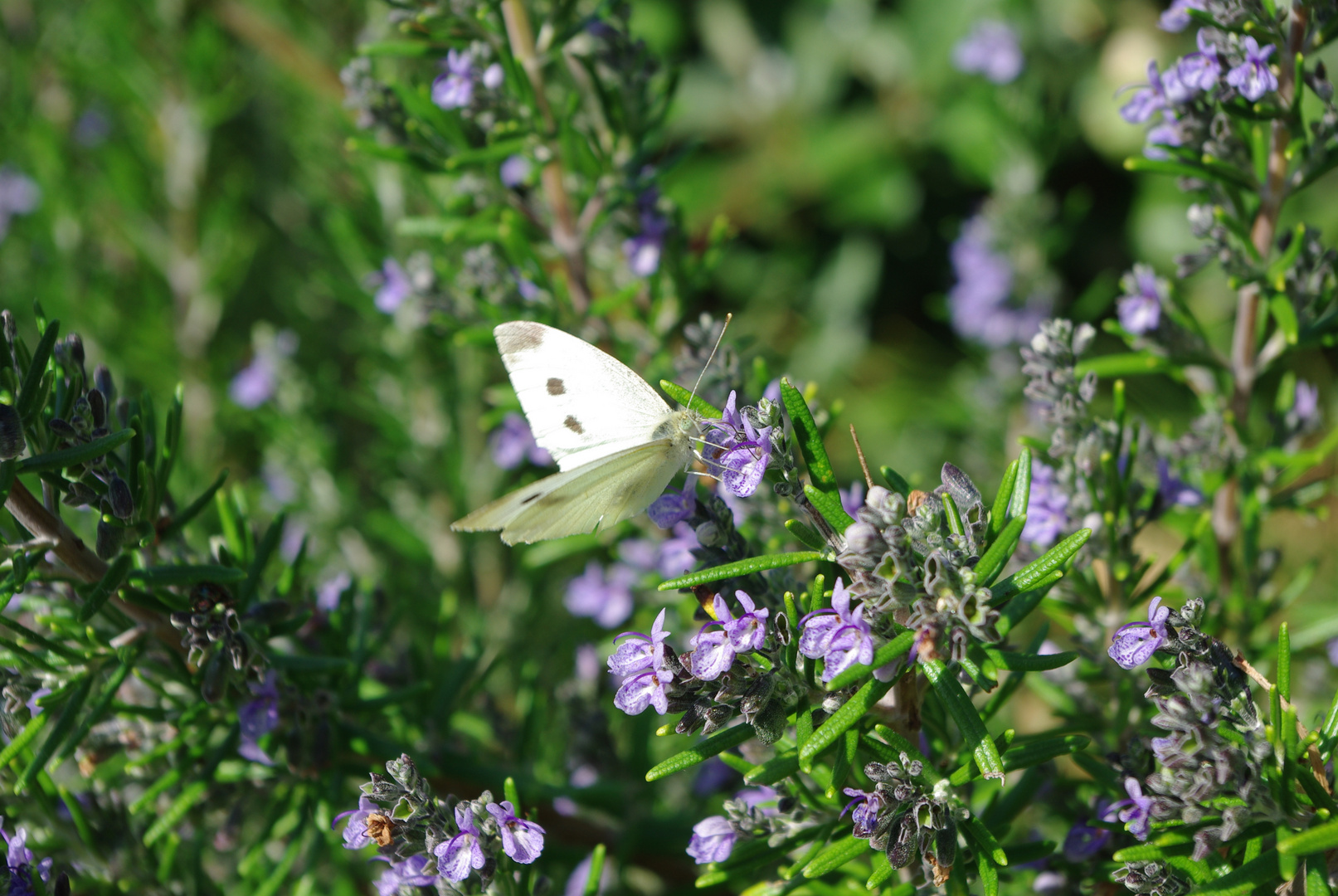 PAPILLON