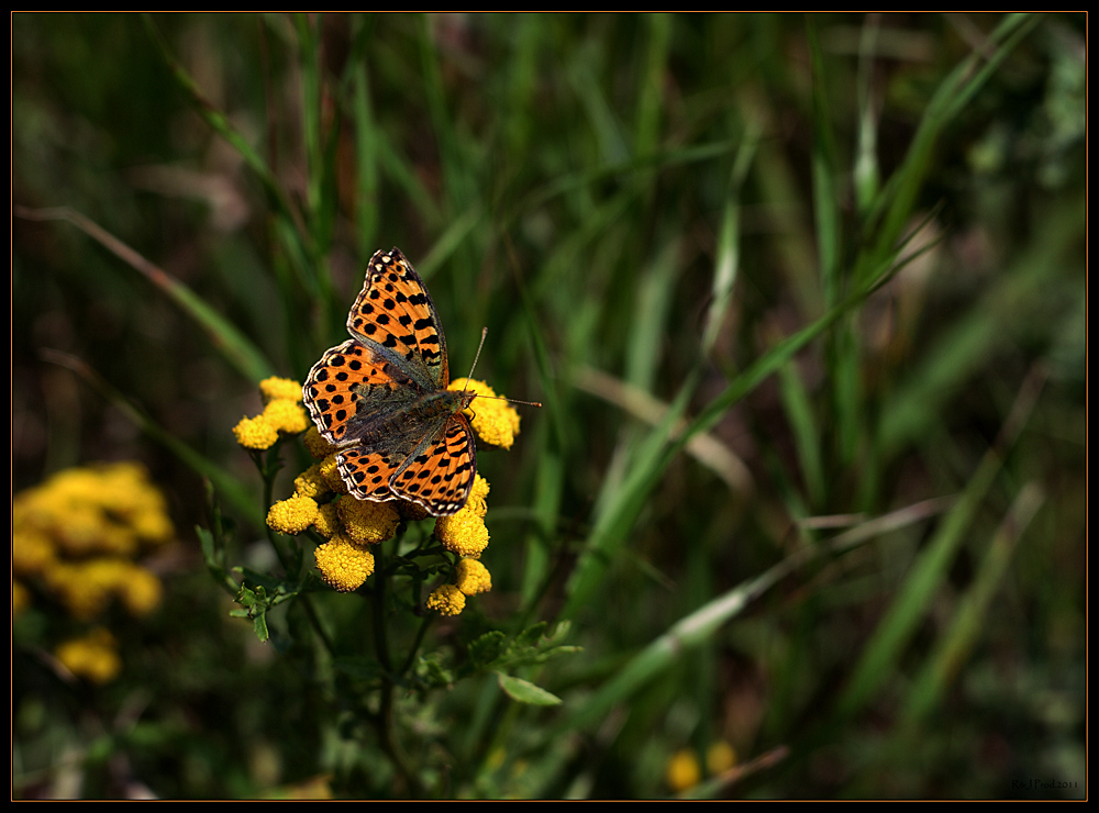 papillon