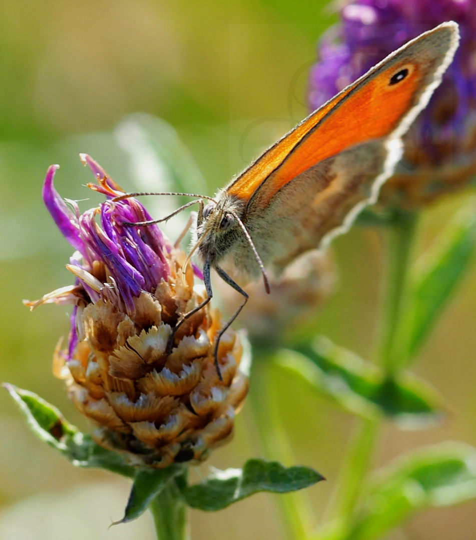 Papillon