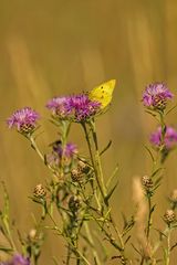 Papillon 