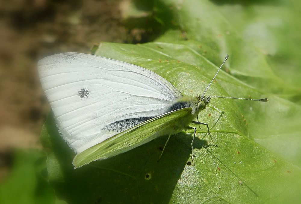 papillon