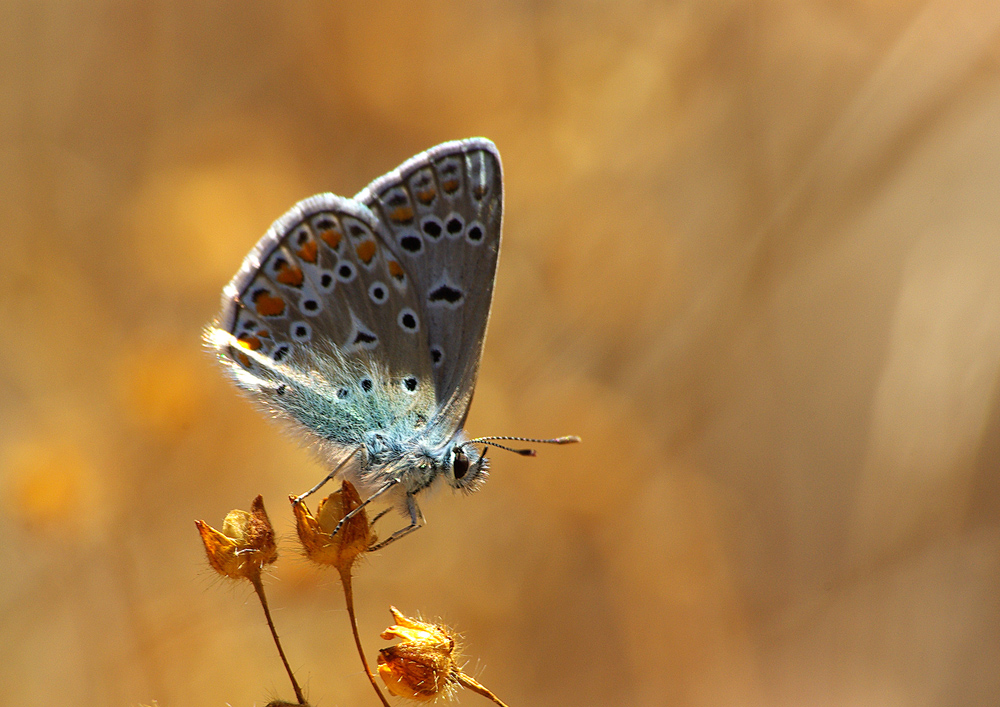 papillon