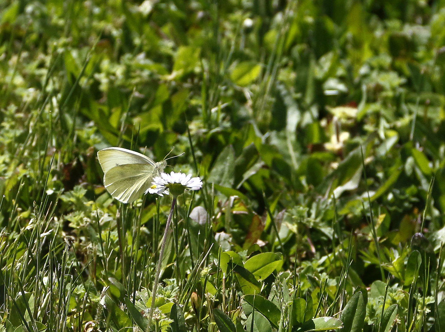 papillon