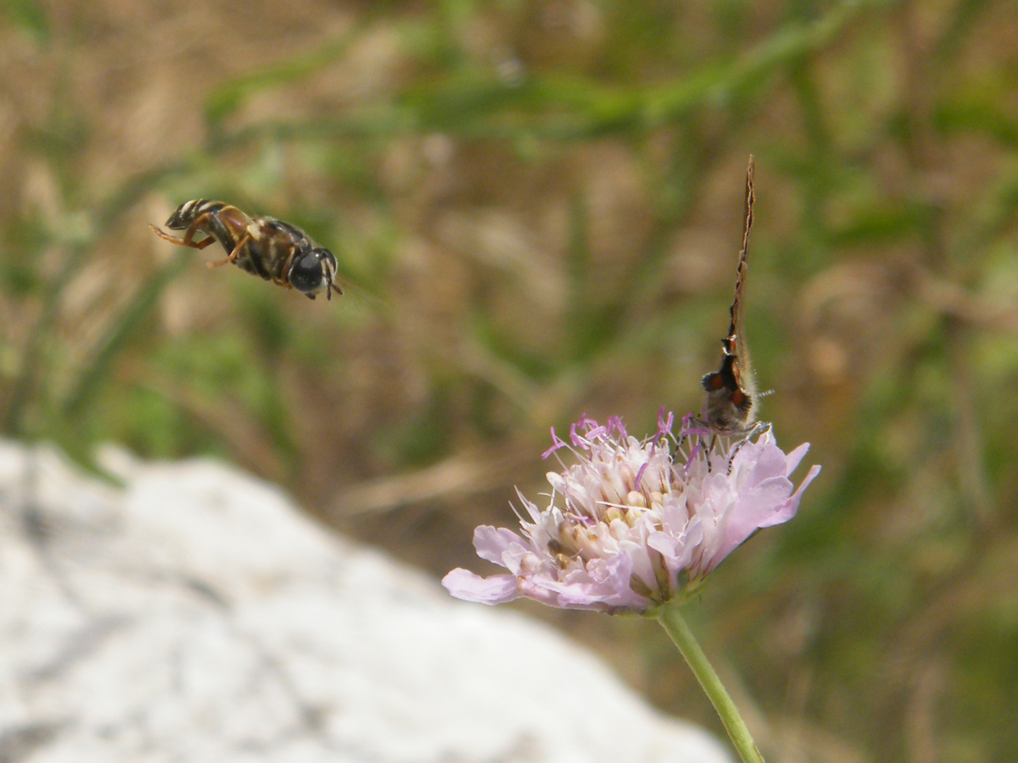 papillon