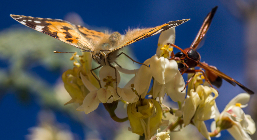 papillon