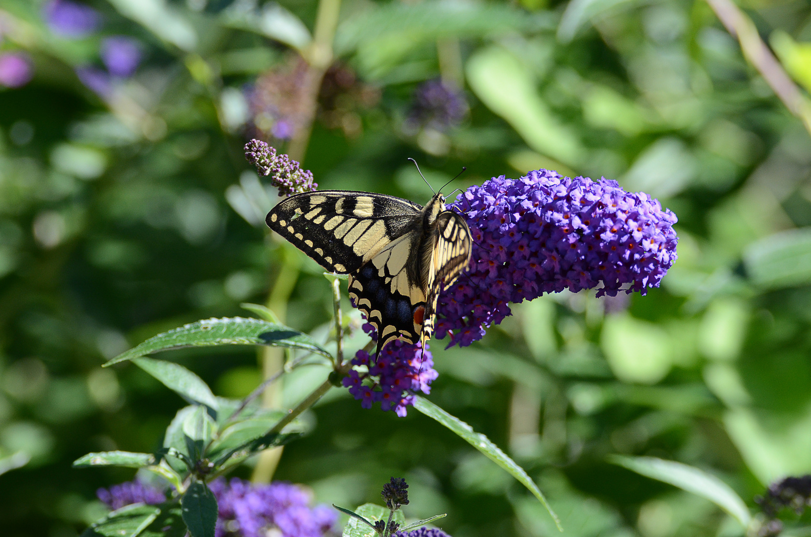 Papillon