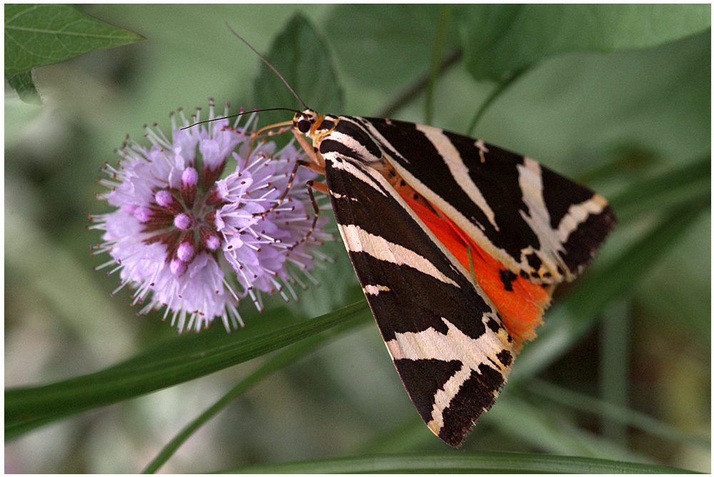 Papillon : Ecaille chinée