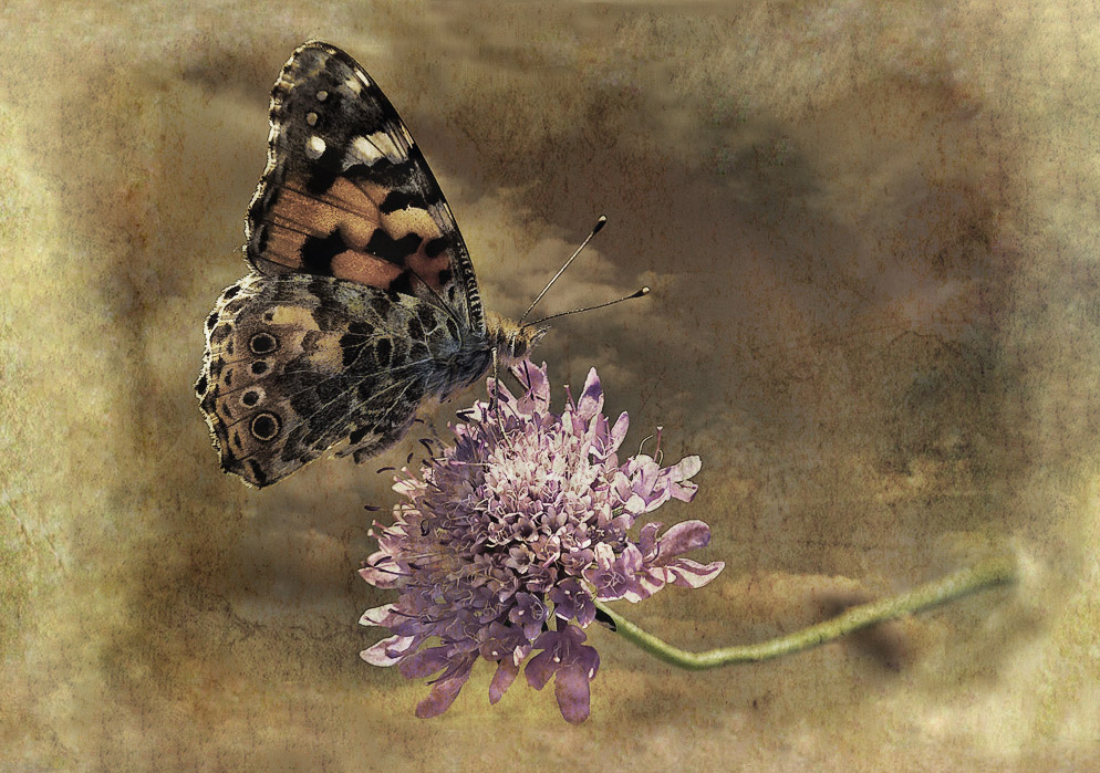 papillon