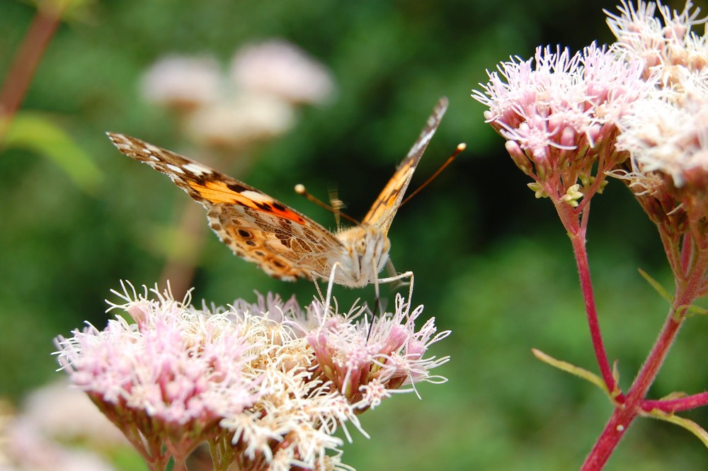 papillon