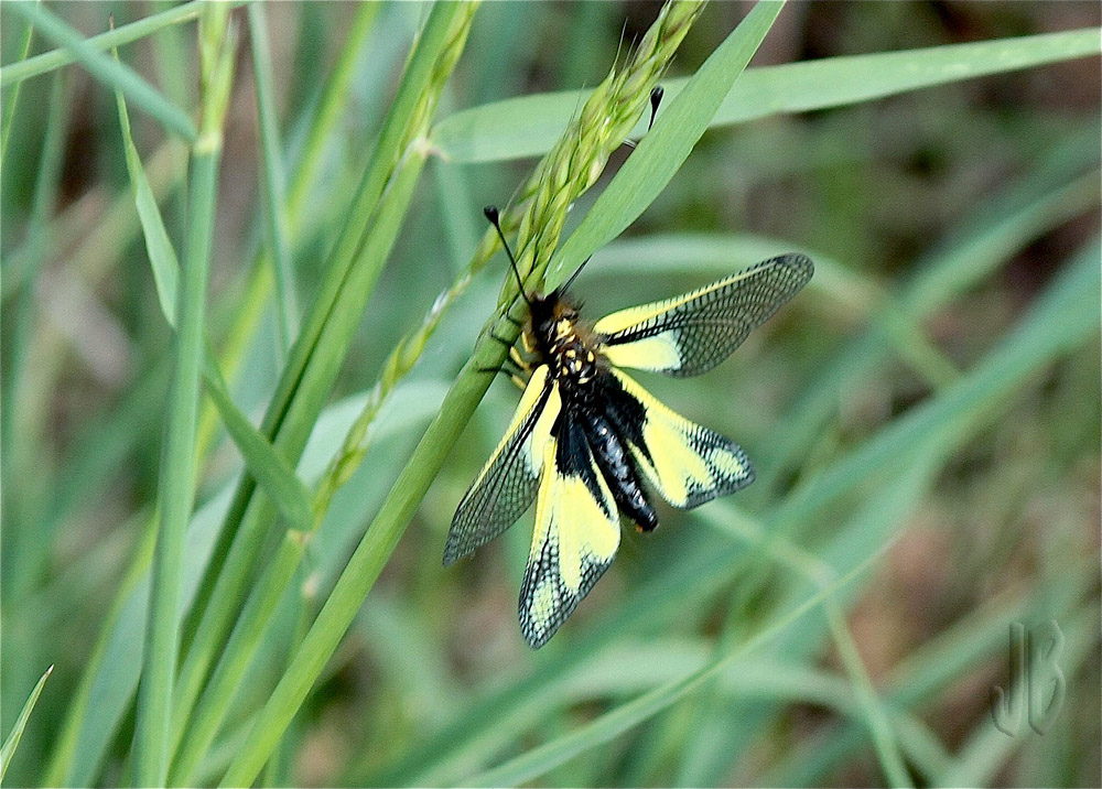 Papillon en Auvergne