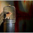 Papillon en cage