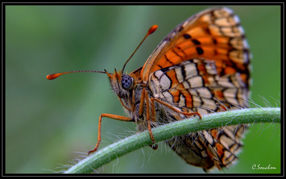 papillon en cevennes