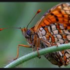 papillon en cevennes