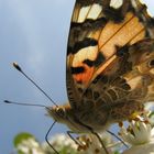 papillon en contre jour