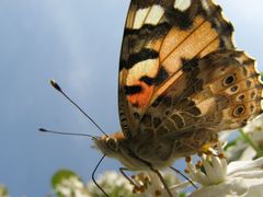 papillon en contre jour