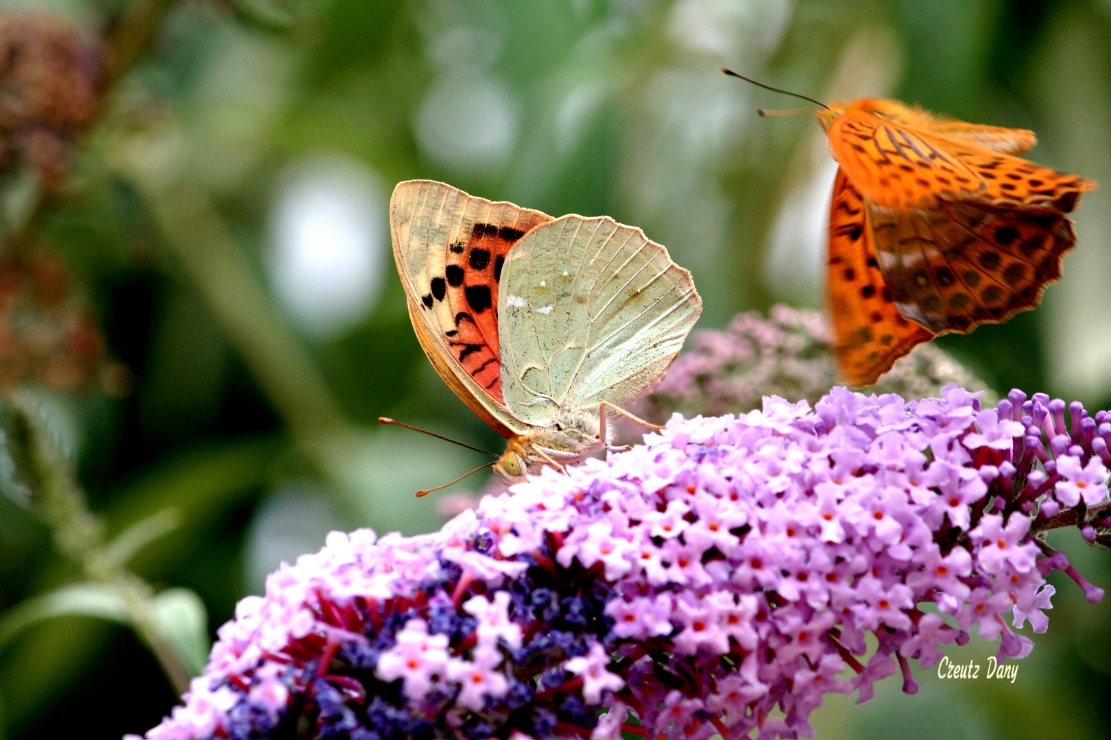 papillon en Corse