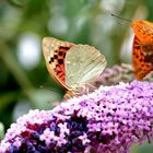 papillon en Corse