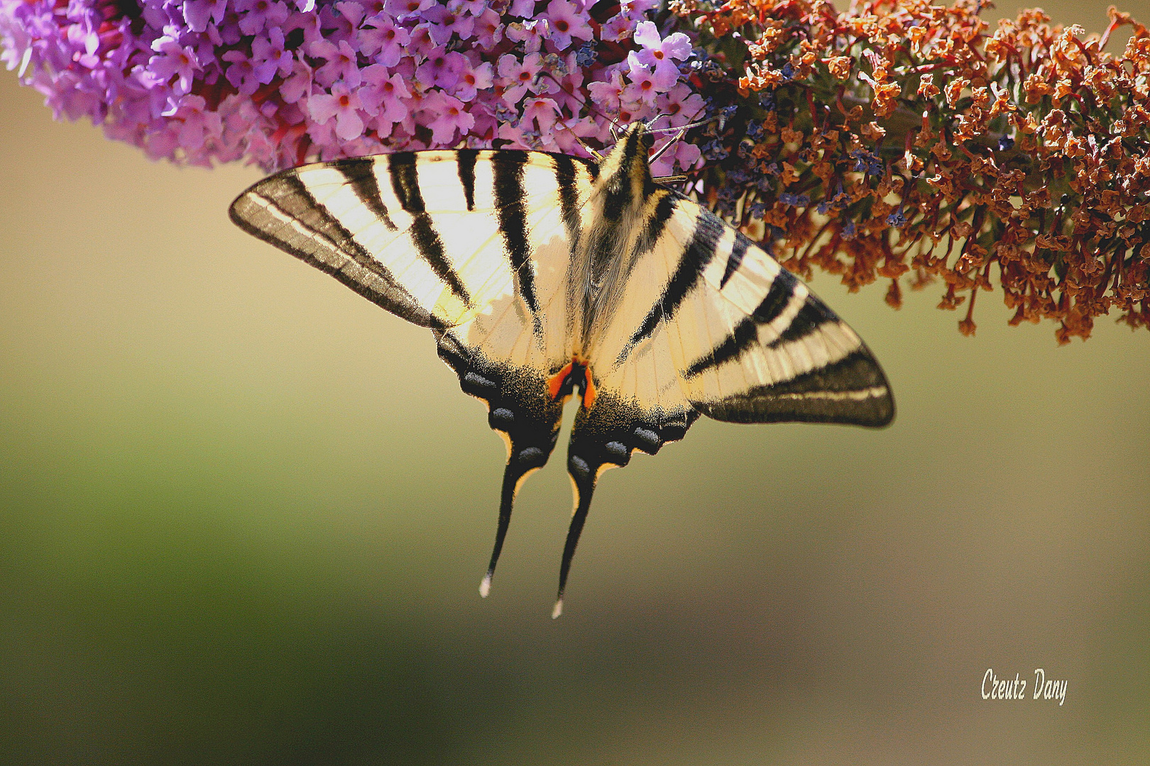 Papillon en Corse