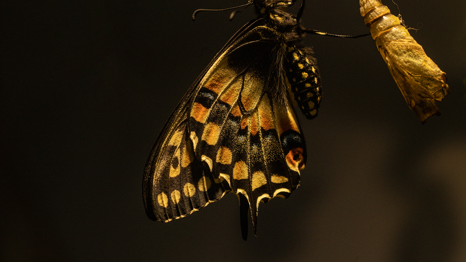 Papillon en détail
