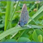 papillon en " herbe " !