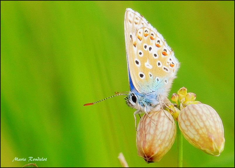 Papillon en mode camouflage...